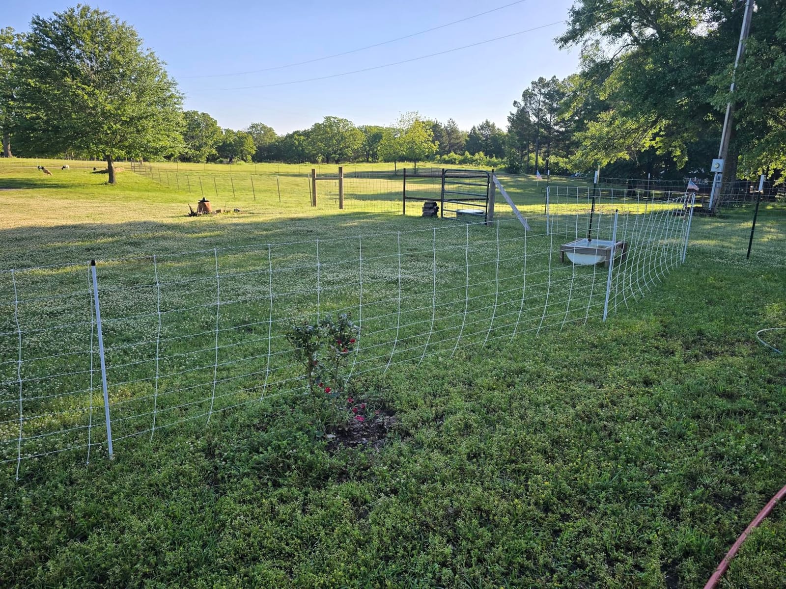 Premier 1 ElectroStop® Single Spike Fence – Sheep & Goats – 42