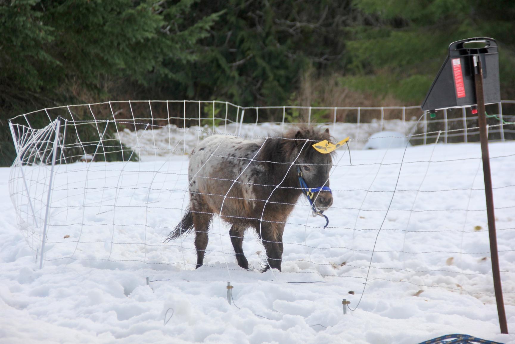 Premier 1 ElectroNet® Electric Fence for Sheep & Goats – 35