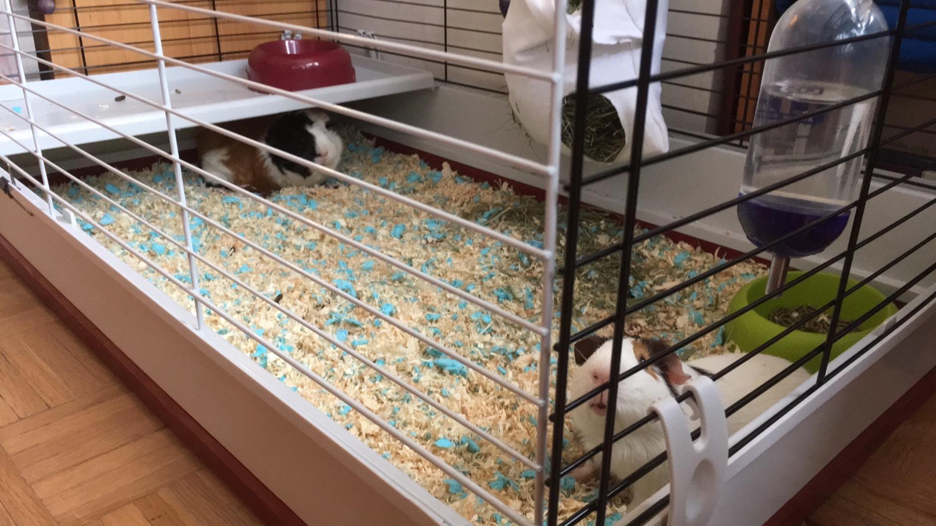 MidWest Homes for Pets 158 Wabbitat Deluxe Rabbit Home, Rabbit Cage, 39.5 L x 23.75 W x 19.75 H Inch, Maroon/White customer photo 2