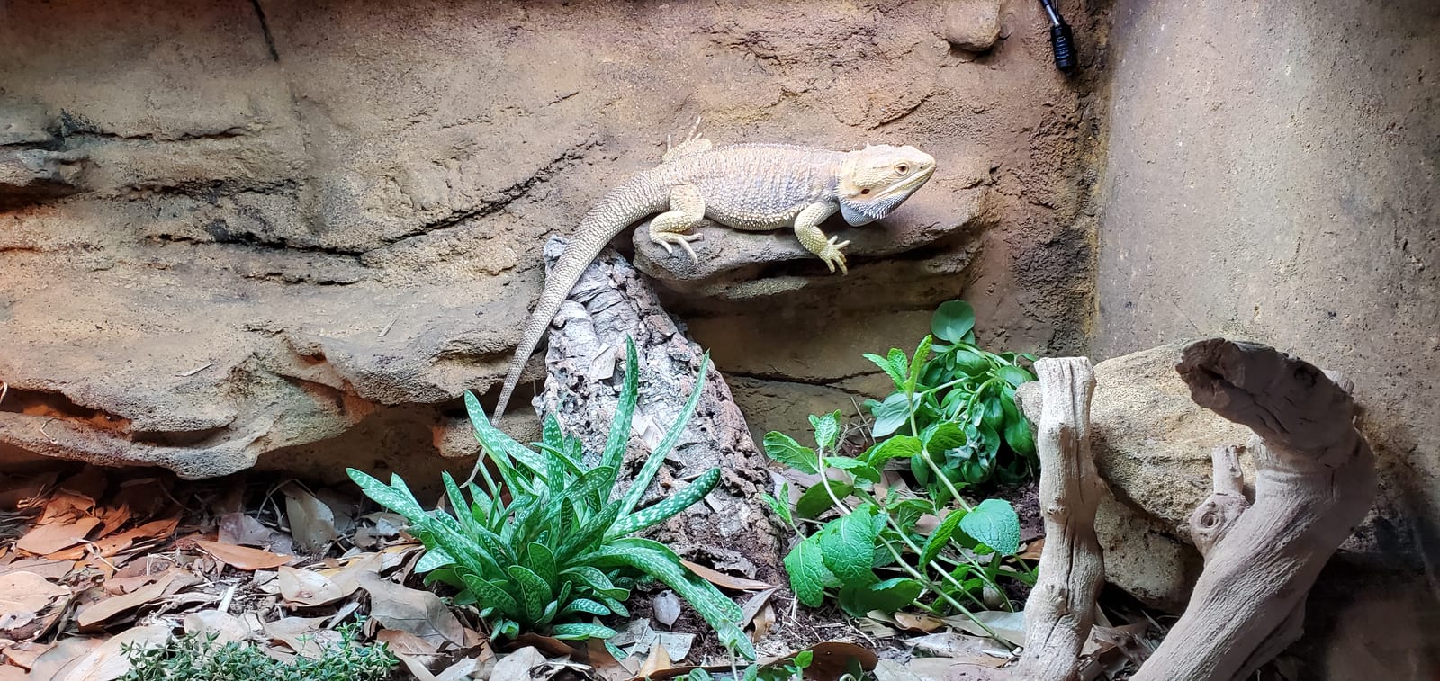 Carolina Custom Cages, 48Lx24Wx18H Extra-Long Deep Terrarium; Easy Assembly customer photo 1