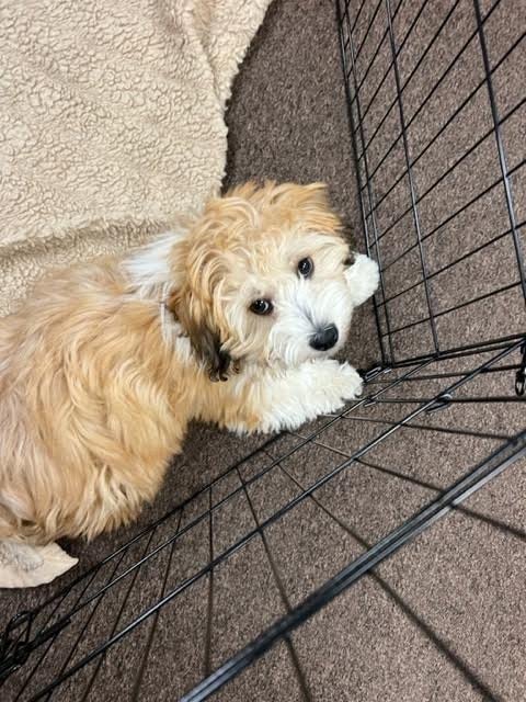 Artmeer Dog Playpen 24