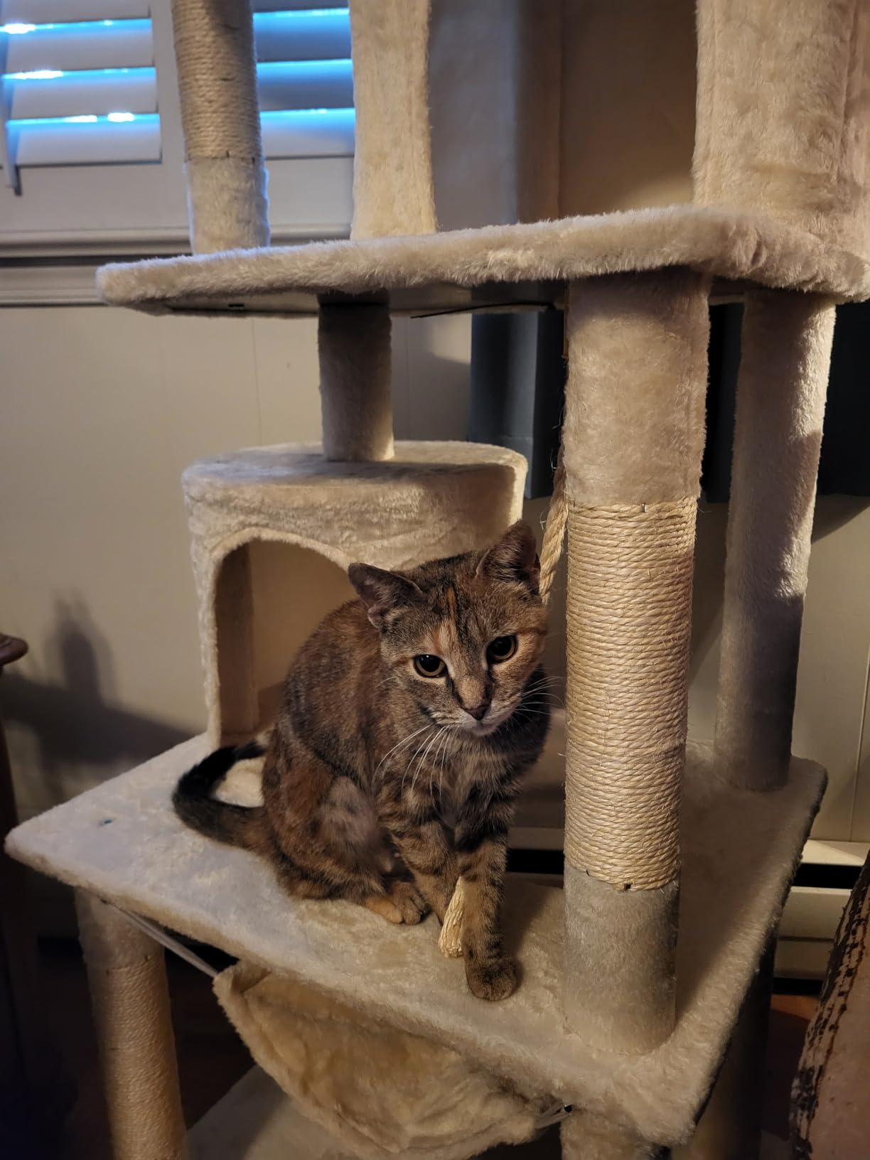 Yaheetech 62.5in Tall Cat Tree w/2 Cat-Ear Perches & 2 Condos, Dark Gray customer photo 2