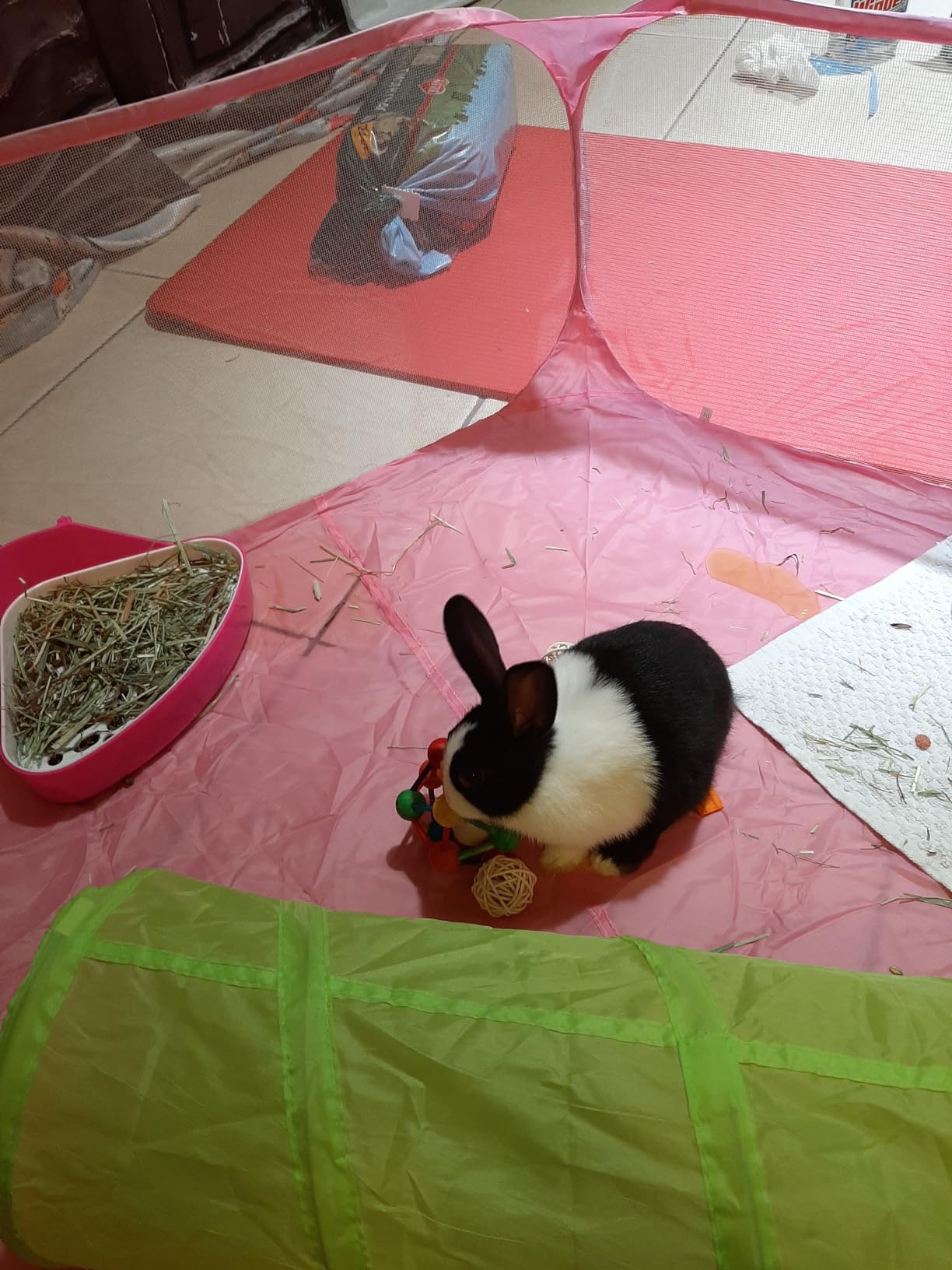 Rypet Guinea Pig Playpen Pop-Up, Outdoor Yard Fence for Small Pets,Pink customer photo 1