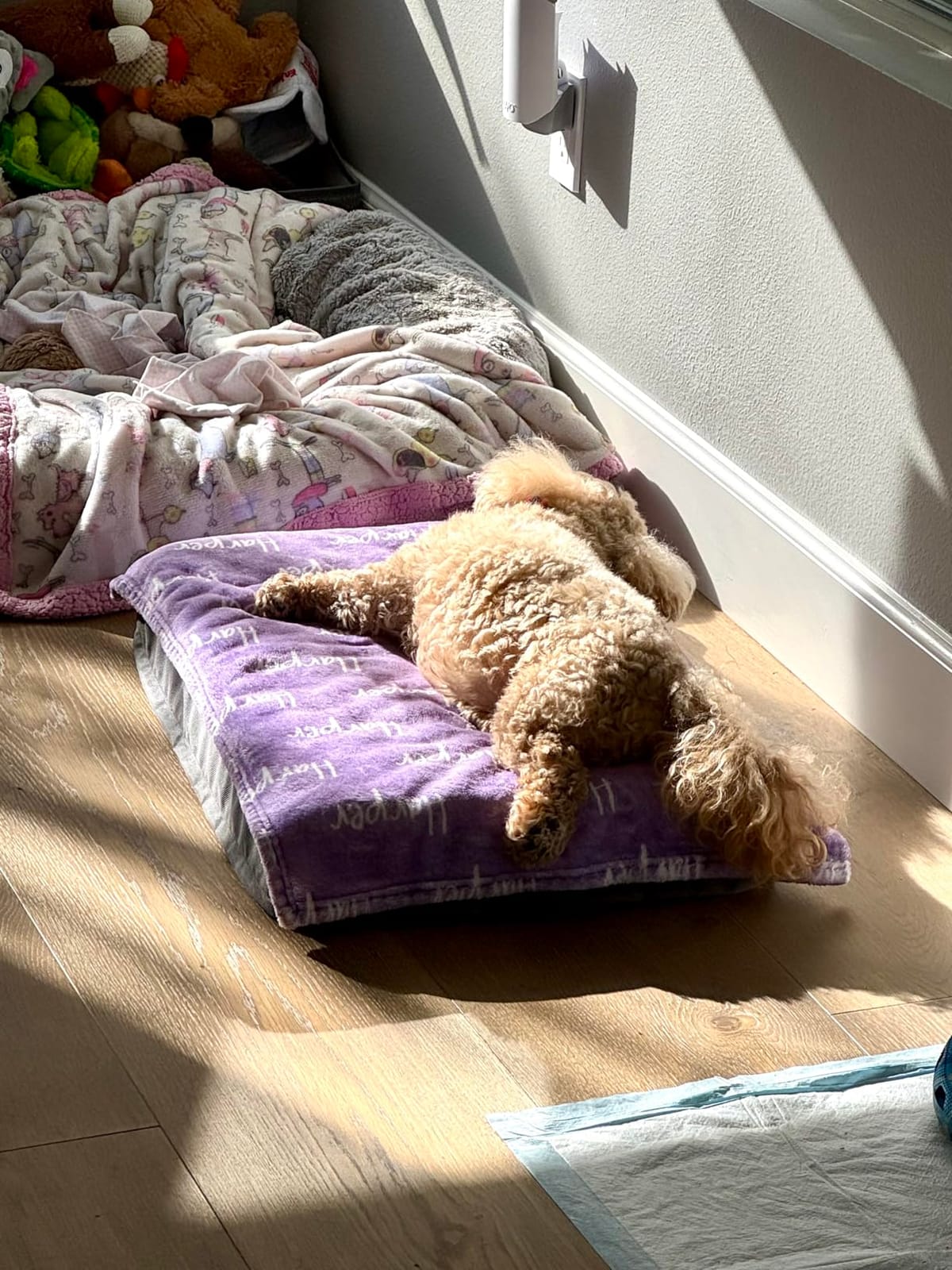Bedsure Washable Dog Beds Large Sized Dog with Comfy Sherpa, 36x27in Grey customer photo 2