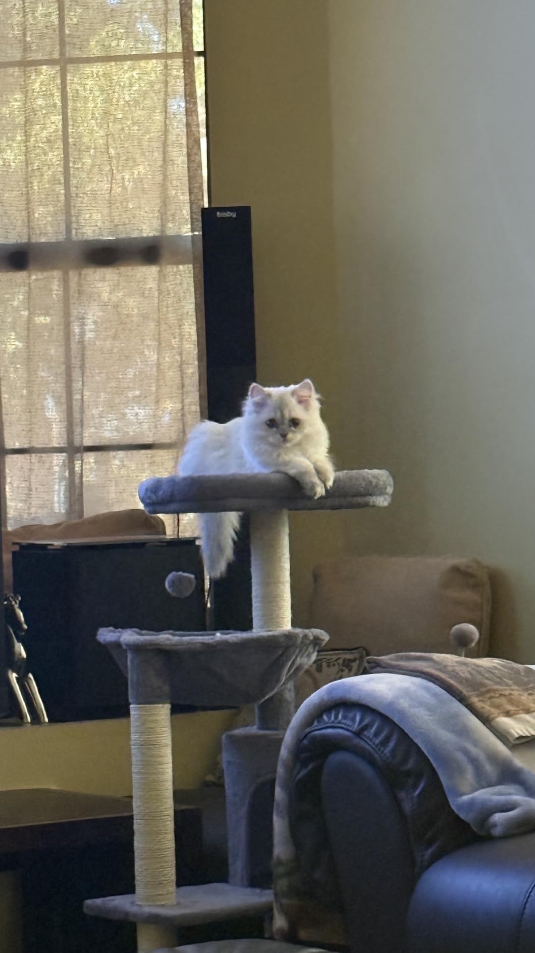 YUNIQUE Cat Tree with Cat Condo and Big Hammock, Grey customer photo 2