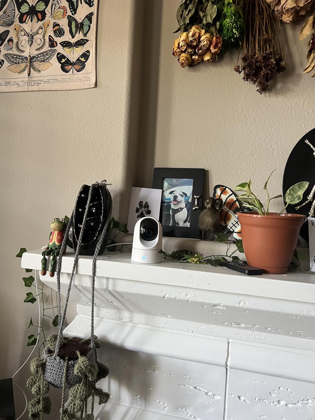 eufy Security Indoor Cam E220, Dog/Pet Camera, Pan and Tilt customer photo 2