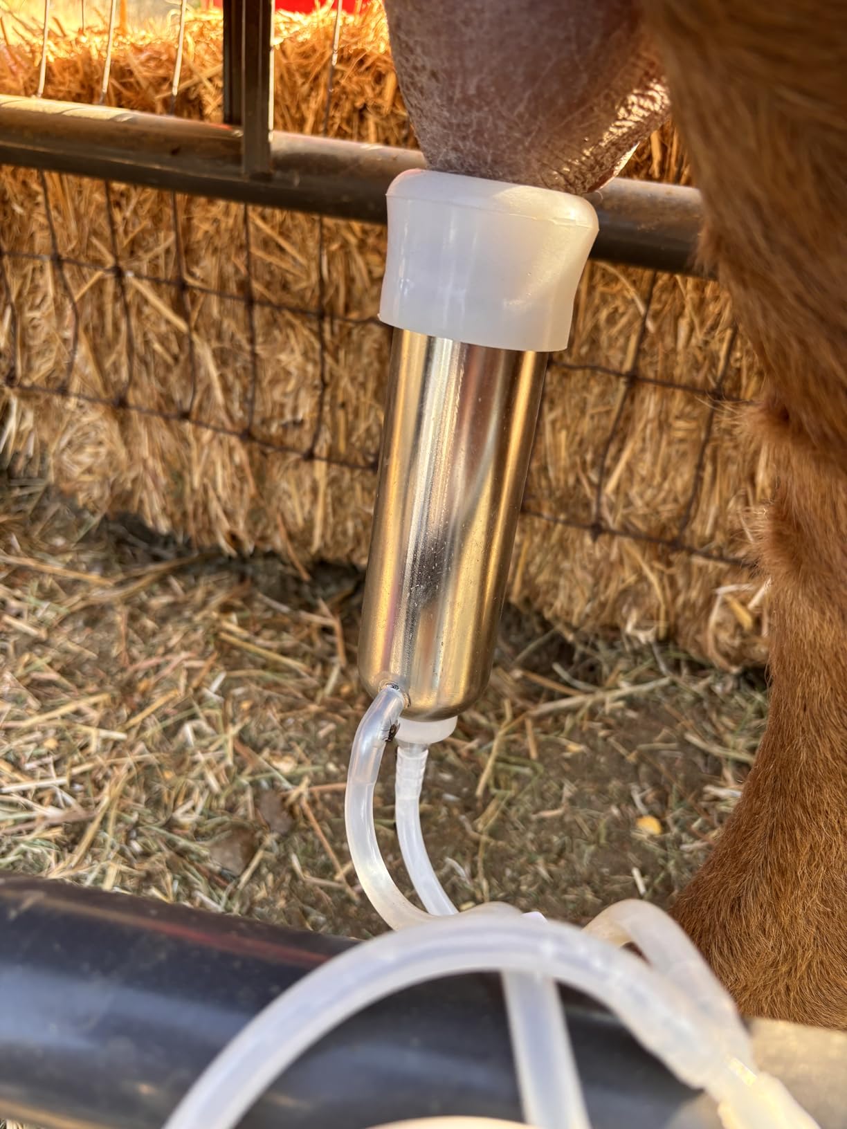 12L Cow Milking Machine, Rechargeable Pulsation Pump Milker (Pro) customer photo 1