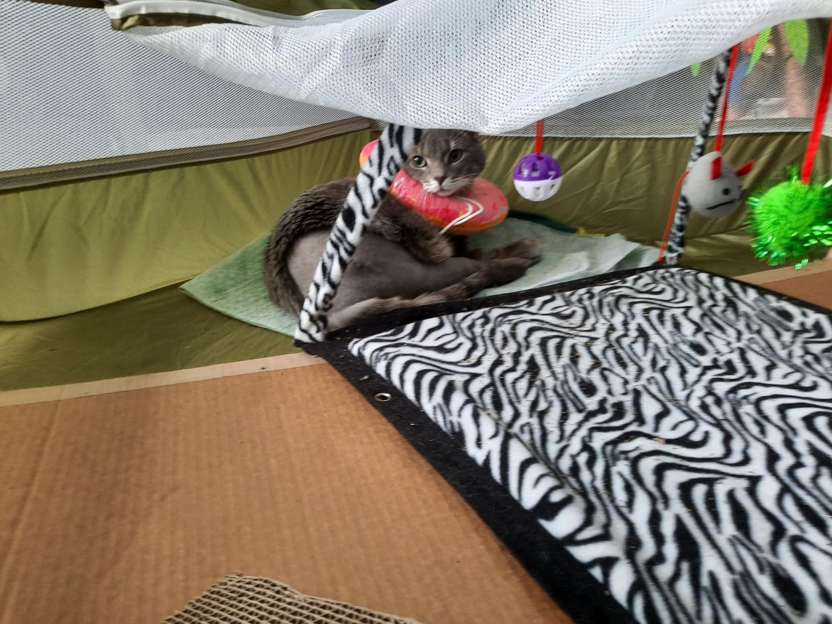 Pawaboo Small Animal Playpen with Zippered Cover,Green customer photo 1