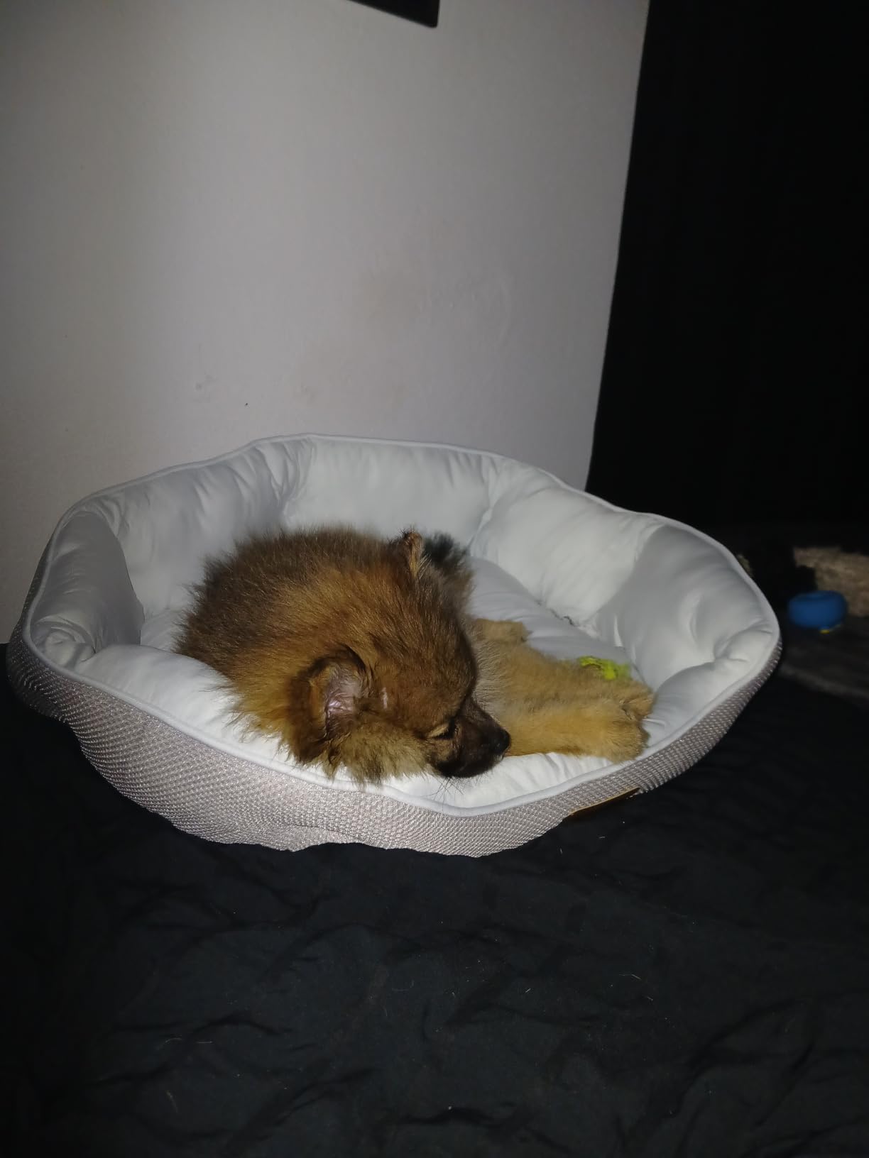 Bedsure Small Dog Bed Washable,Round Cat Beds for Indoor Cats,20in Camel customer photo 2