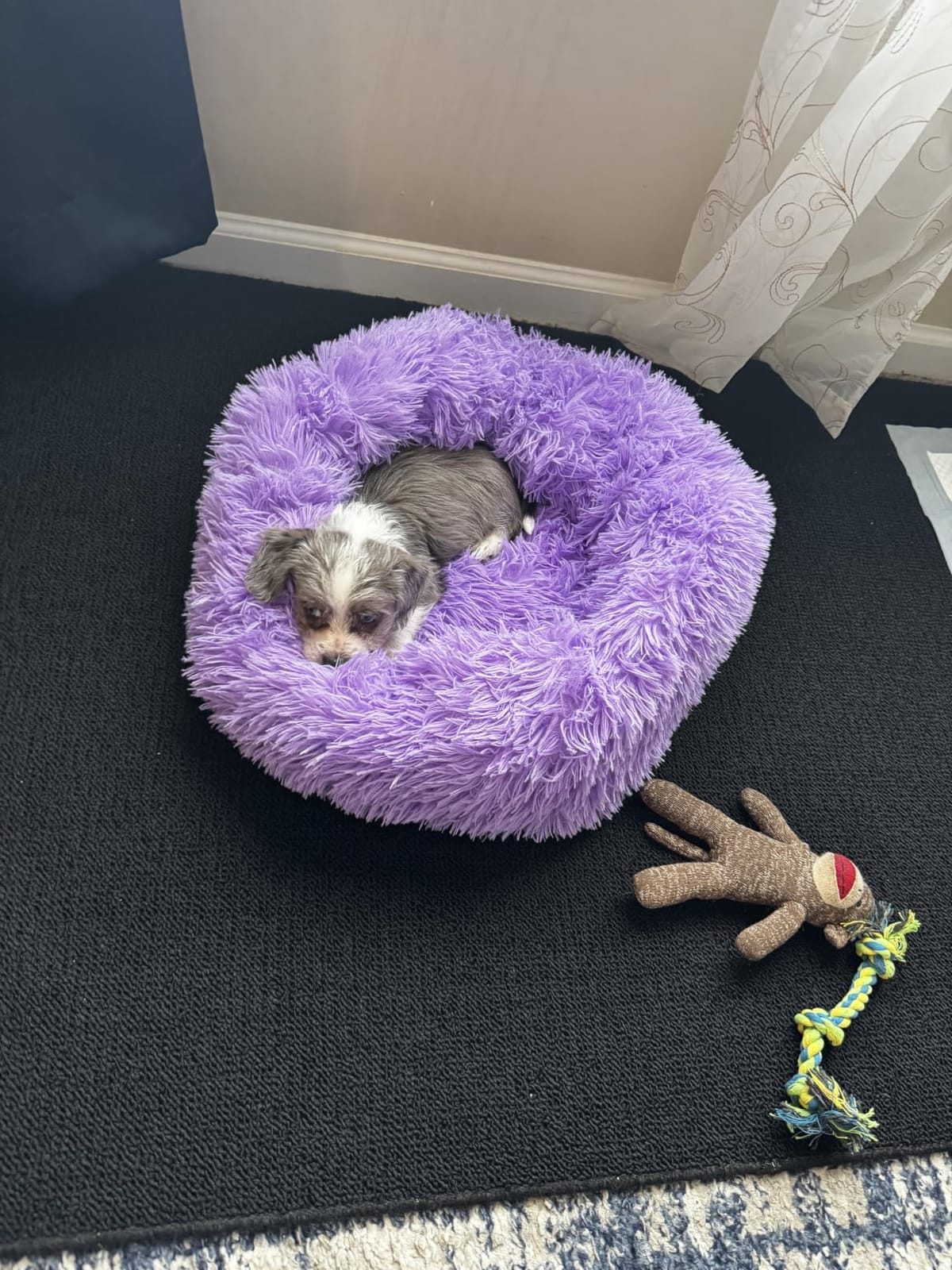Small Calming Dogs Bed for Small Dogs Anti-Anxiety Machine Washable Fluffy Luxury Anti-Slip Waterproof Mute Base Warming Cozy Soft Pet Puppy Round Bed customer photo 2