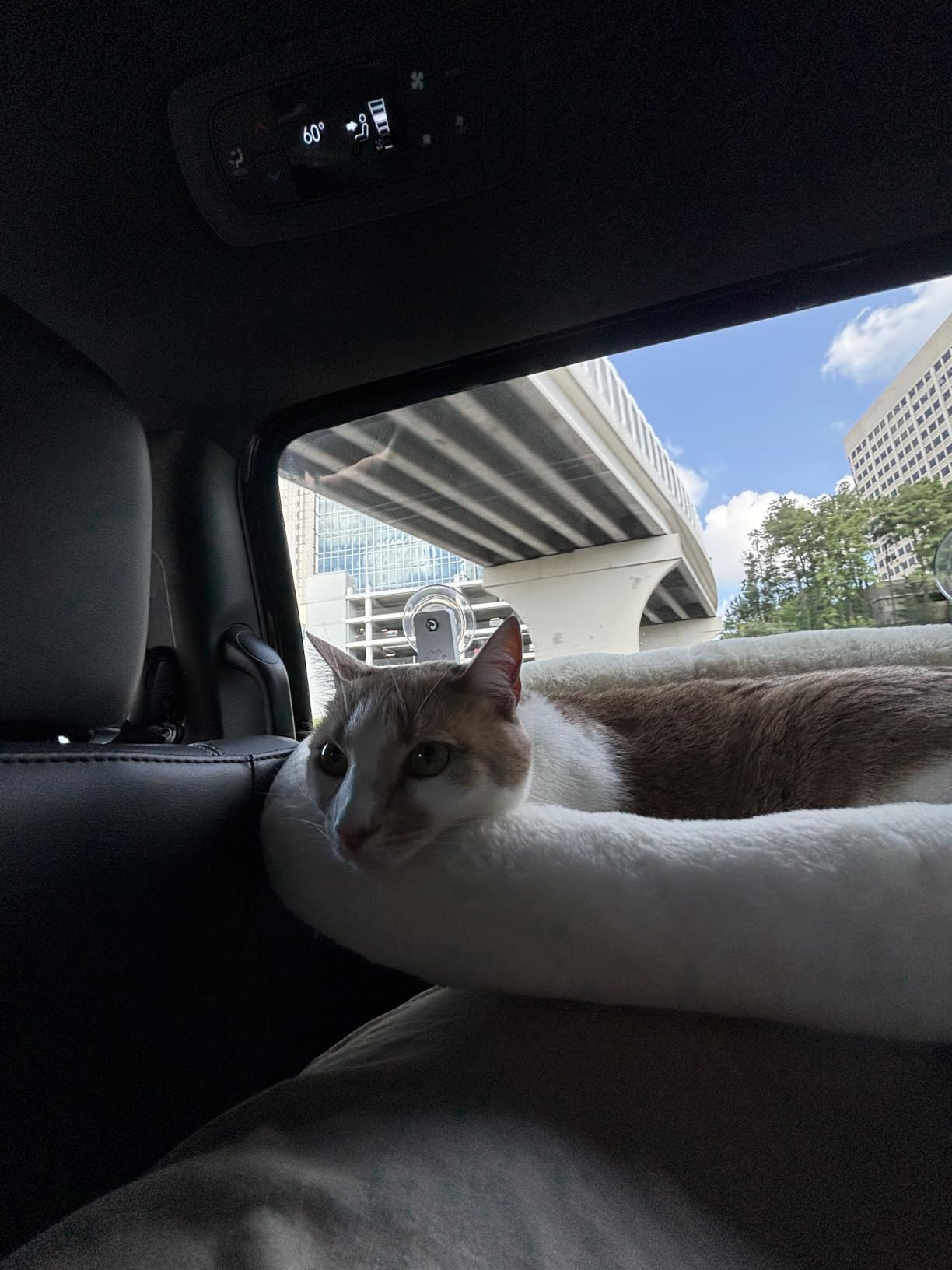 AMOSIJOY Cordless Cat Window Perch with Cushion Bed Metal Frame, L White customer photo 2