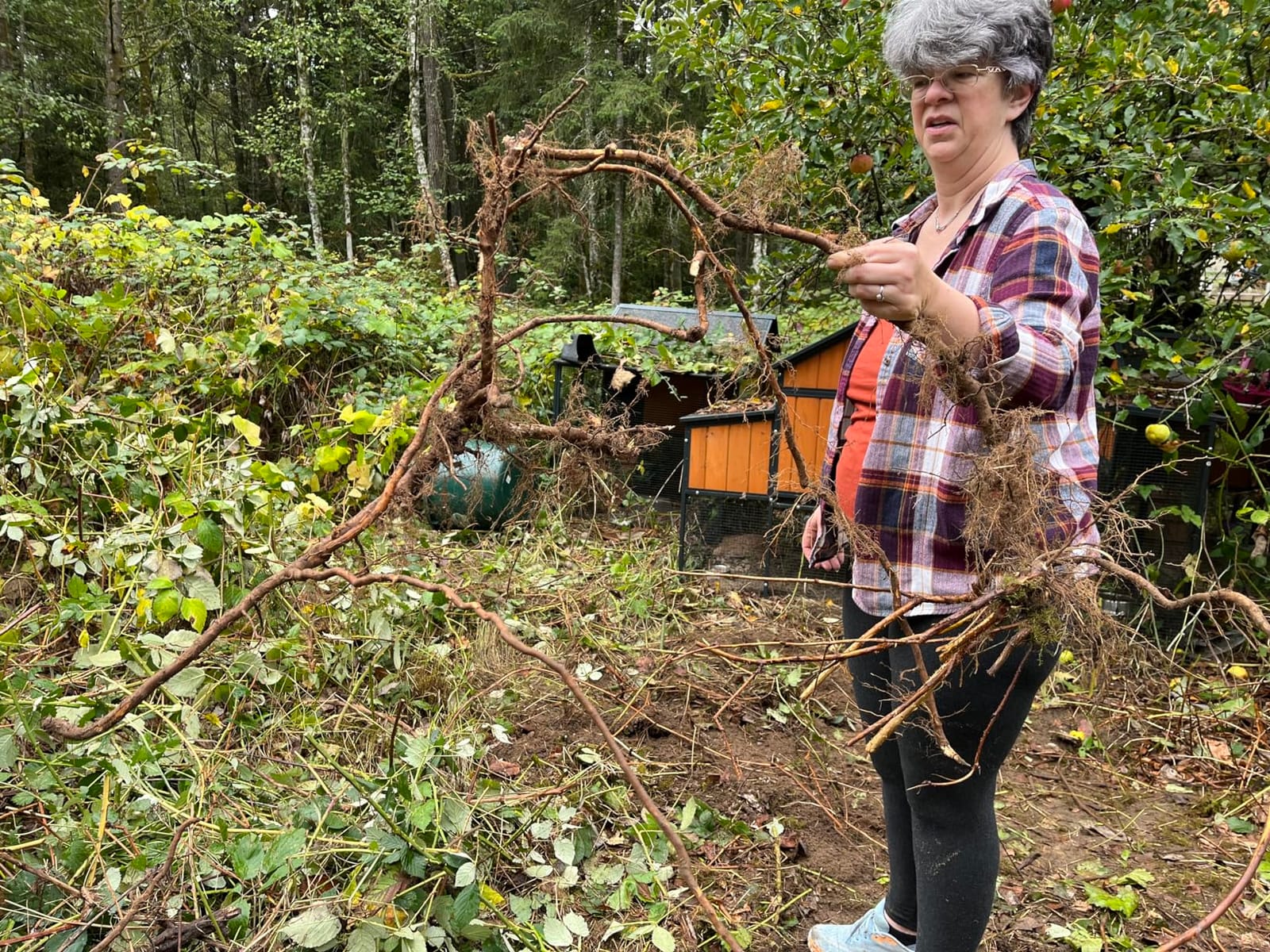 Size Large, The Original Highly Trusted, Heavy-Duty Invasive Plant Remover, Fully Uproots Woody Stems ¼ inch - 2 inches – Ideal for Landowners, Conservation, and Land Management customer photo 1