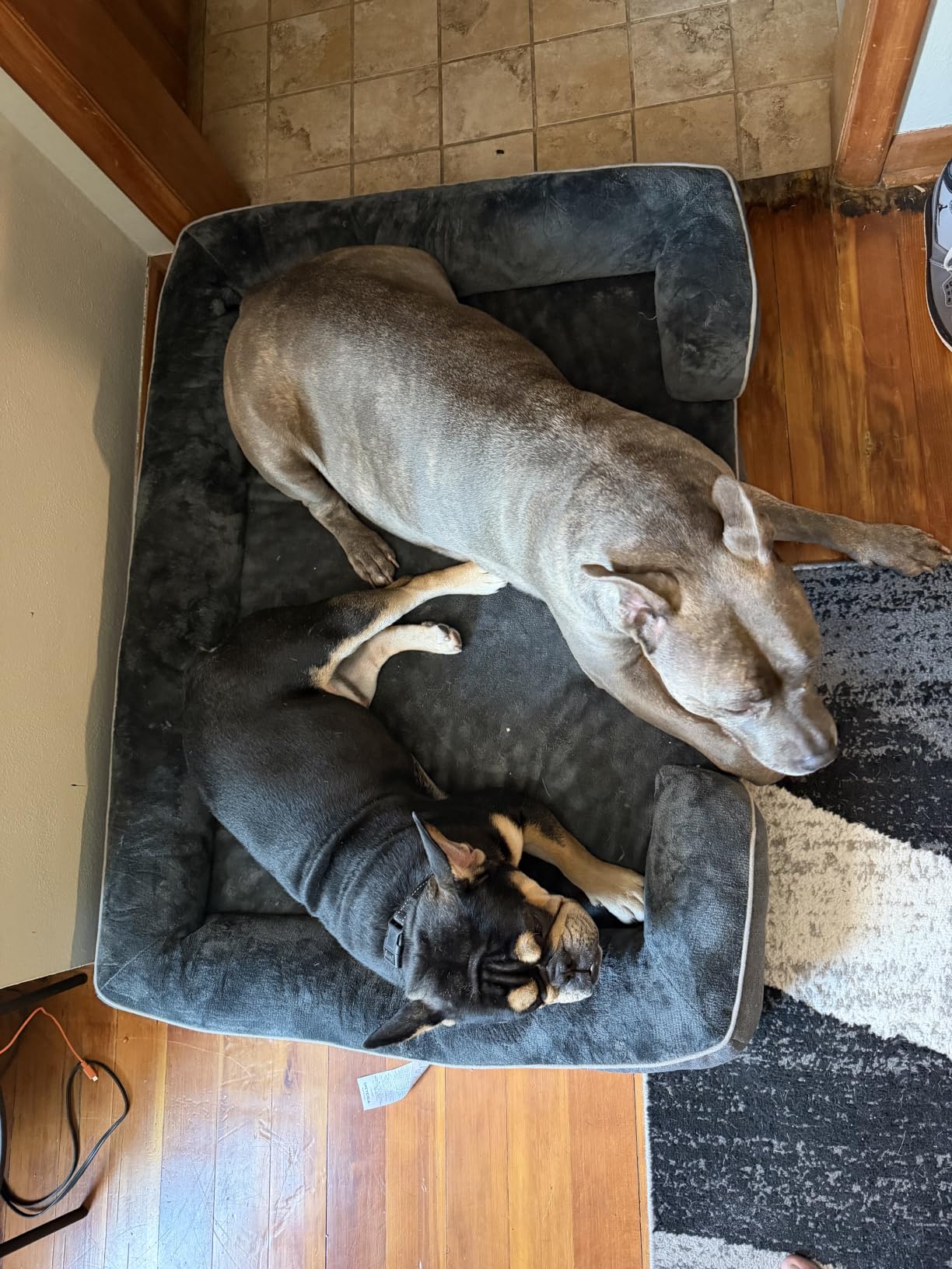 EHEYCIGA Orthopedic Dog Beds for Large Dogs, Waterproof Memory Foam Large Dog Bed with Sides, Non-Slip Bottom and Egg-Crate Foam Pet Couch Bed with Washable Removable Cover, Grey customer photo 2