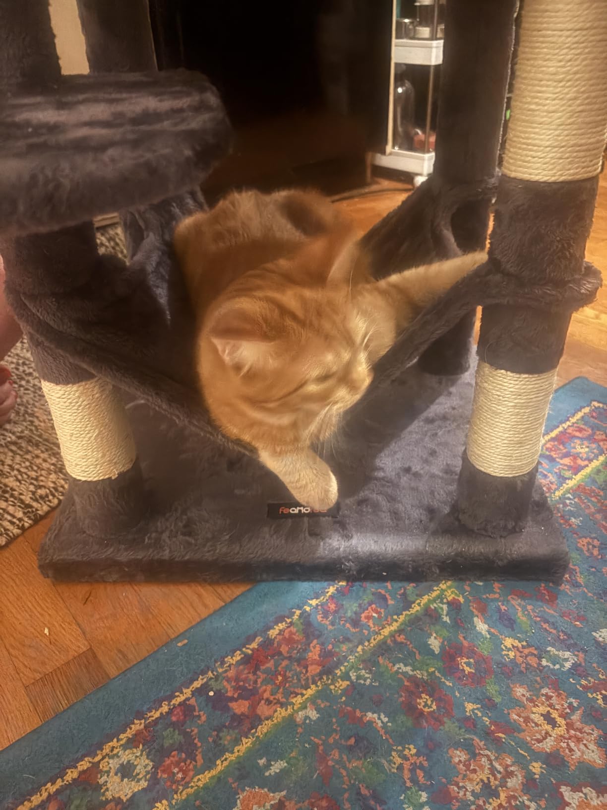 Feandrea Cat Tree, 59.5-Inch Tall Cat Tower, Multi-Level Condo, Light Gray customer photo 2