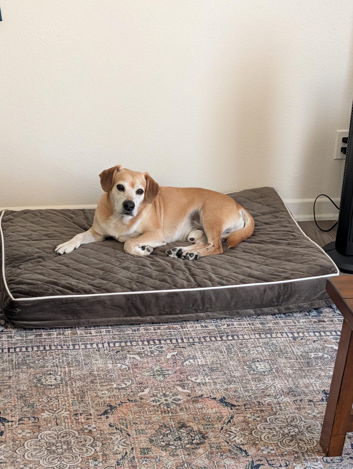 WNPETHOME Orthopedic Waterproof Extra Large Senior Dogs Bed for Comfy Sleep customer photo 2