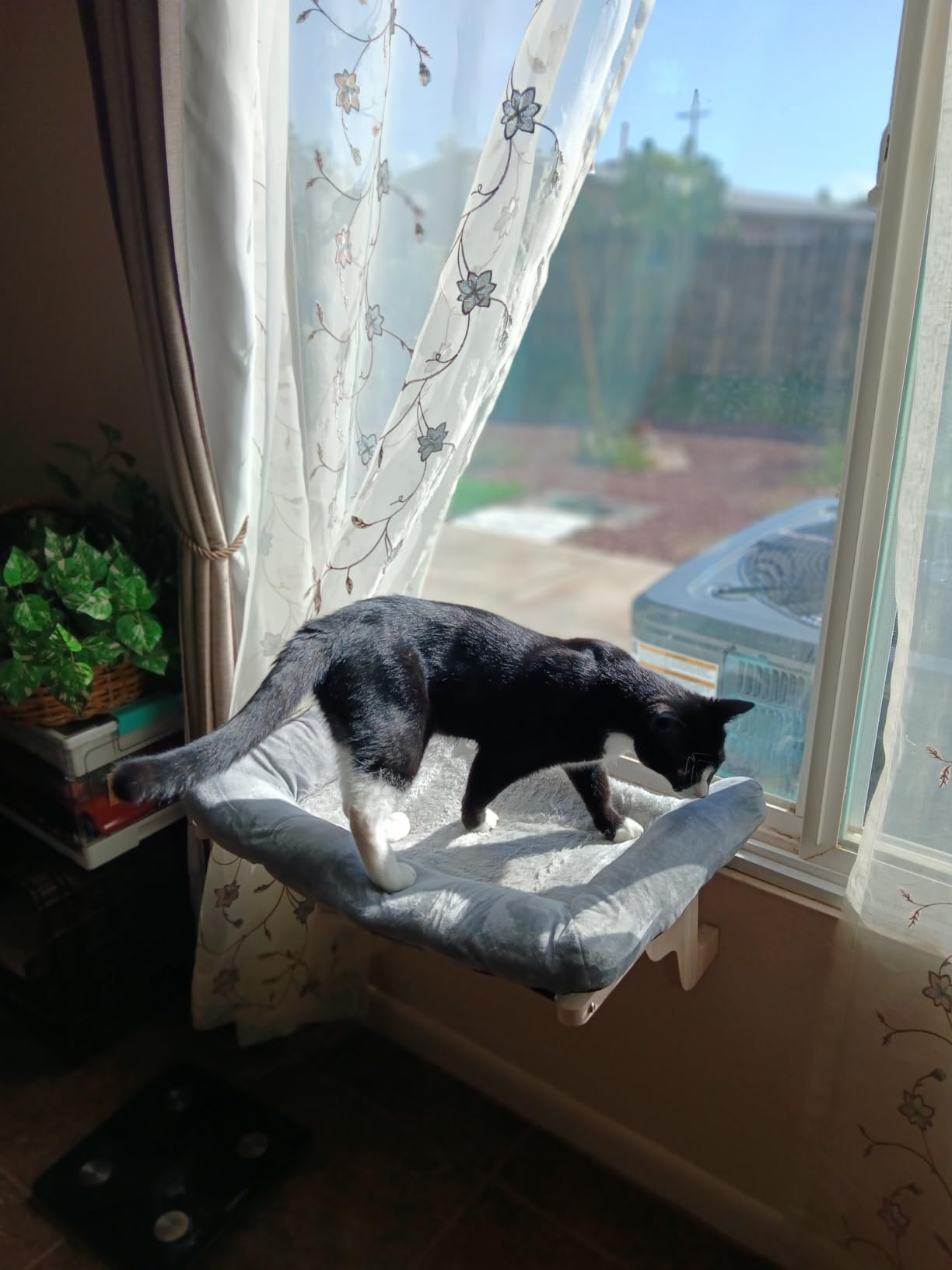Zakkart Cat Perch for Windowsill with Bolsters (Natural Wood/Brown, L) customer photo 2