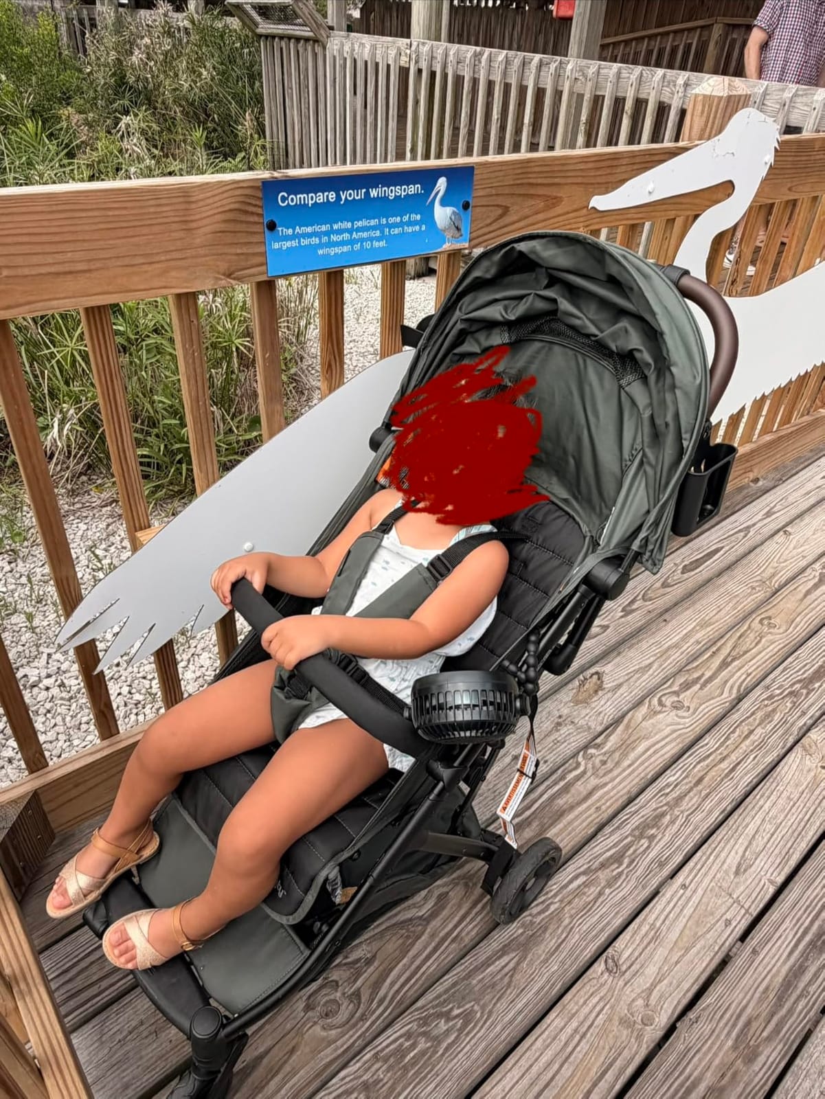 Ingenuity 3Dquickclose CS+ Compact Fold Stroller – Lightweight Stroller with Oversized Canopy, Extra-Large Storage and Compact Fold, Forest customer photo 2