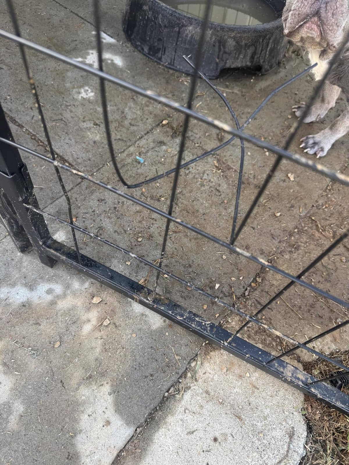 Dog Kennel Outdoor, Large Outside Dog Kennel with Roof & Swivel Feeders/Removable Doggy Door Allow Connecting Your Dog House, Heavy Duty Dog Run Pen for Medium/Large Dogs (8'L x 4'W x 6'H) customer photo 2