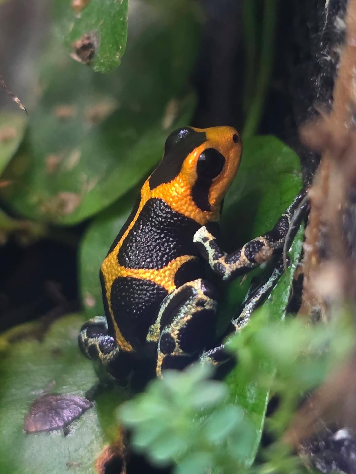 Reptile Terrarium 12
