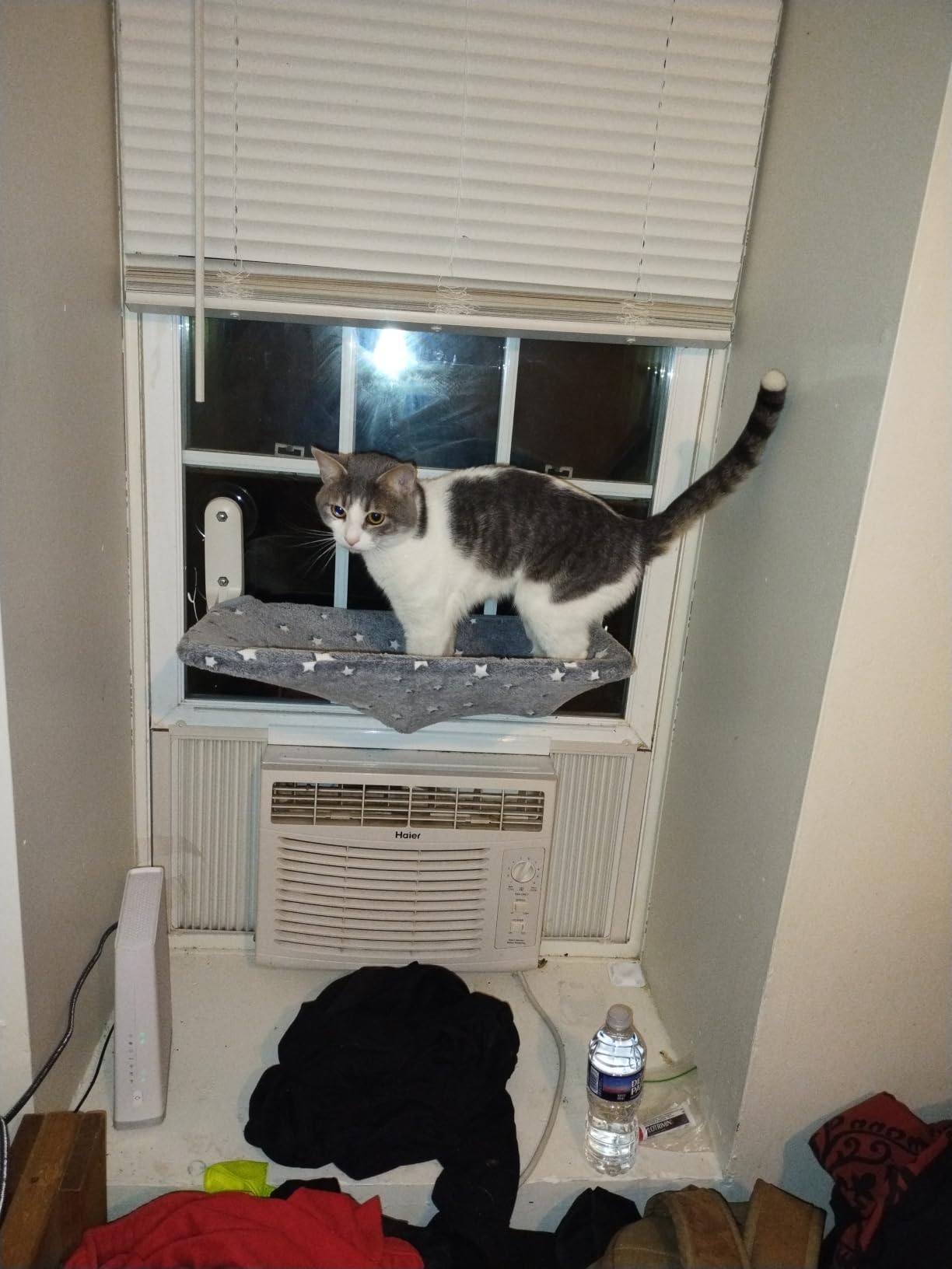 Zoratoo 2PC Glowing Star Cat Window Perch, Foldable Cordless Pet Hammock, M customer photo 1