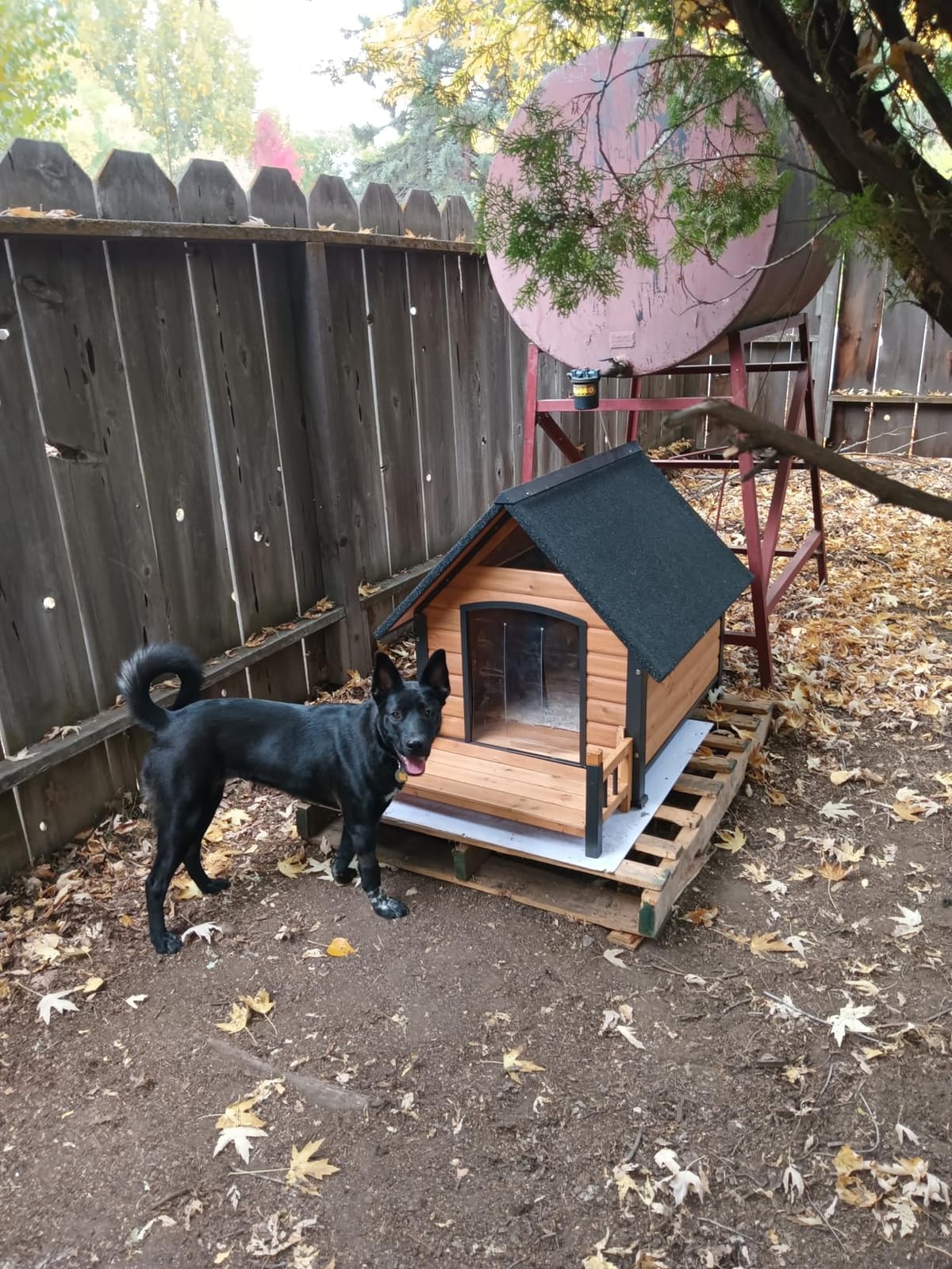 AIVITUVIN Heated Outdoor Dog House for Winter, Large Wooden Dog Kennel with Heated Pad, Insulated Liner, Metal Frame, Waterproof Roof, Raised Base and Porch for Medium to Large Dogs customer photo 1